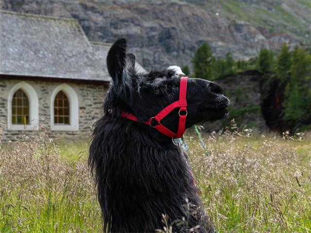 Foto für Lama meets Culture - Trekkingtour "Montani-Runde"